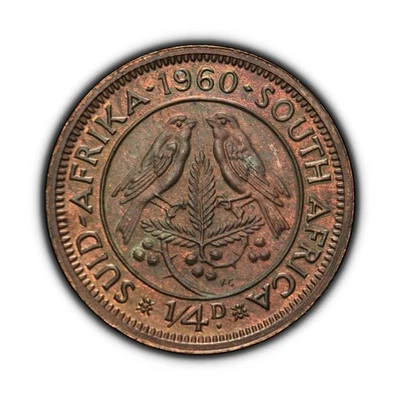 SOUTH AFRICA. 1960, 1/4 Penny - QEII, Cape Sparrow Mossie Bird Berries RARE 🌈 - Image 1 of 3