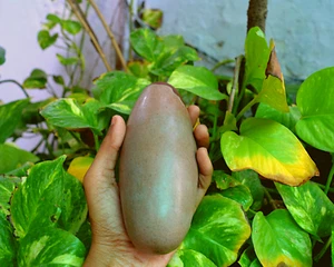 Piedra Shiva Lingam 6 pulgadas Piedra Shivalinga Río Narmada India~I-5764 - Imagen 1 de 7