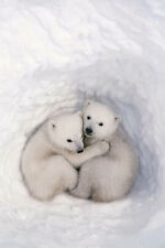 Two Polar Bears I Love You Hugging Cuddling Wild Life Home Print - POSTER 20x30