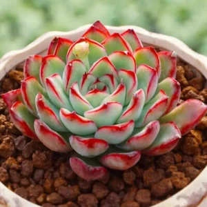 Echeveria lotus hybrid about 7cm diameter Succulent - Picture 1 of 2