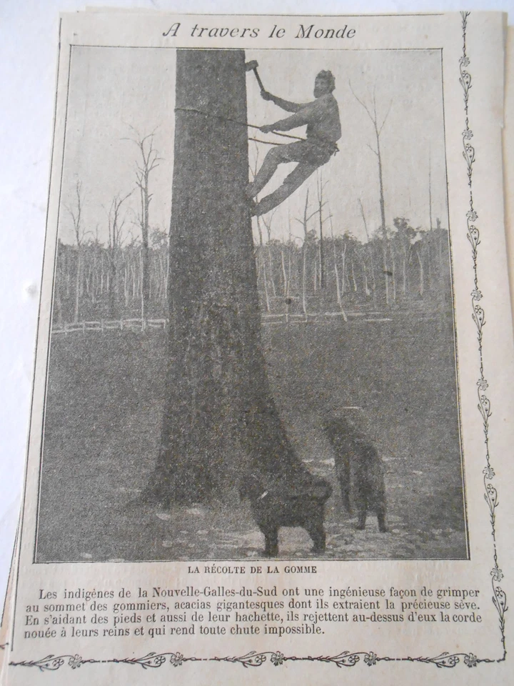 Indigènes Nouvelle Galles du Sud Récolte de la Gomme Acacias Image Print 1909 - Photo 1/1