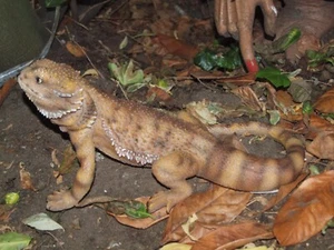 Bartagame groß Deko Figur 33cm lebensecht Gartenfigur Naturgetreu Echse NEU - Bild 1 von 4