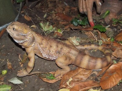 Bartagame groß Deko Figur 33cm lebensecht Gartenfigur Naturgetreu Echse NEU - Bild 1 von 4