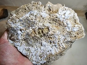 Huge Excellent Fossil Coral - Silurian Favosites - Door County Wisconsin Quartz  - Picture 1 of 7