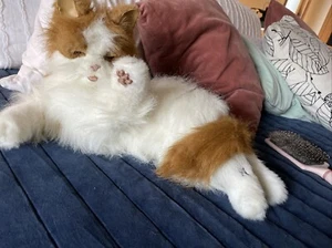 FurReal Friends My Cuddlin Kätzchen Katze interaktiv weiß mit jOrange  - Bild 1 von 10