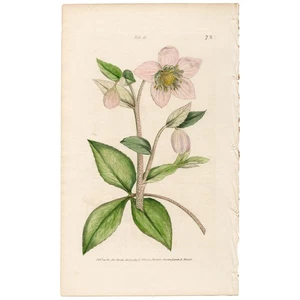 Curtis Botanical Magazine antik 1833 Blumendruck 41 lebendig oder lila Nieswurz - Bild 1 von 3