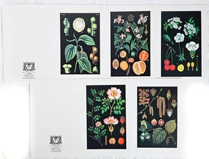 Tarjetas de felicitación impresiones botánicas en blanco Lucca 5,5" X 8,5" doble pliegue 5 tarjetas - Imagen 1 de 5