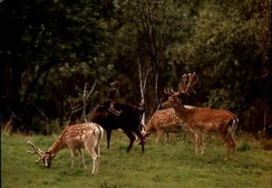 DJH Spenden-Karte Spendenkarte Tiere Animal Animals Damhirsche Hirsche Wildtiere - Picture 1 of 2