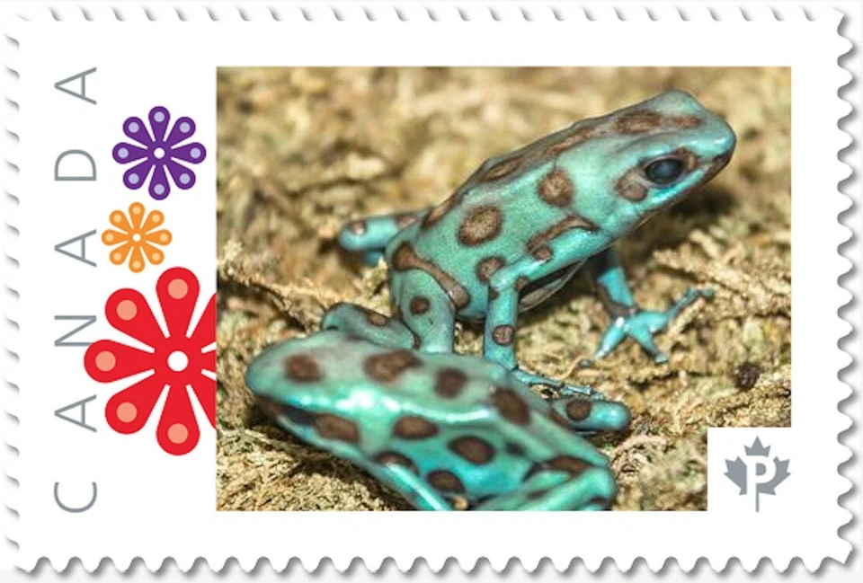 FROG 绿色和黑色毒药,一对 [1] 图片邮票加拿大 2017 p17-05fr4-1 — 第 1/1 张图片