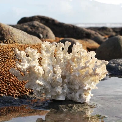 Branch Coral Sculpture | Faux Resin Coastal Sea Coral Decoration - Image 1 of 4