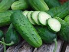 Boston Pickling Cucumber Seeds- Heirloom- (Non GMO)-COMBINED SHIPPING