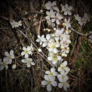 Steinweichsel Felsenkirsche Prunus mahaleb 60-100 cm im 3 Liter Container - Bild 1 von 1