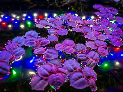 80+ Leaf Red Root Floater Live Aquarium Floating Plants BUY 2 GET 1 FREE