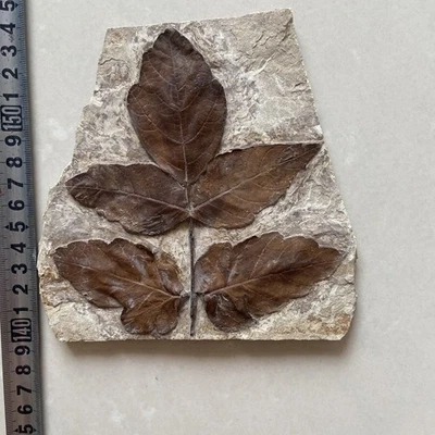 Unique and authentic paleontological fossil A64 - Image 1 of 3