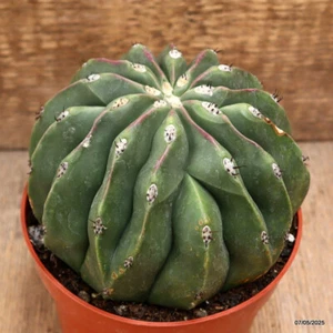 D3946 MELOCACTUS MAXONII INERMIS pot12-H10-W13 cm MaMa Cactus - Imagen 1 de 4