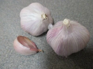 Gourmet Chesnok Red Garlic Bulbs for Spring Planting Growing - Picture 1 of 3