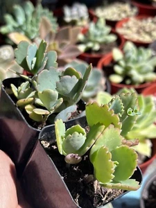 Kalanchoe 'Mother of Thousands'  & Kalanchoe ‘Lavender Scallops’  Succulents - Picture 1 of 3