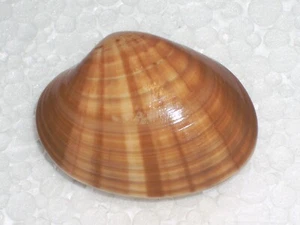 CALLISTA CHIONE AMAZING BANDED - Picture 1 of 2