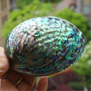 10-13 cm Polished Blue Abalone Shell Seashell Fish Tank Beach Wedding Art Decor - Picture 1 of 4