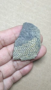 17g bryozoan Marine organisms specimen from Cambrian Period - Picture 1 of 13