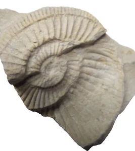Kalkstein mit Ammonit von der Insel Rügen Mecklenburg Vorpommern - Bild 1 von 3