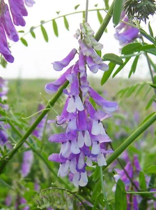 Vicia villosa ZOTTEL-WICKE 50 Samen Wildpflanze - Bild 1 von 6
