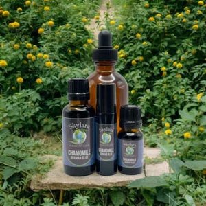 Chamomile Blue (German) Essential Oil - Picture 1 of 11