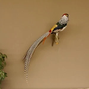 Fagiano Diamante Uccello Preparato H 97 CM Taxidermy Animale Imbalsamato - Foto 1 di 9