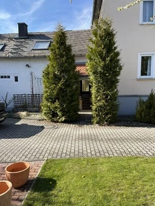 thuja lebensbaum - Bild 1 von 3