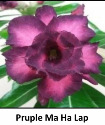 Adenium Obesum Grafted Plant "PURPLE MA HA LAP" Desert Rose Plant *USA Seller* - Image 1 of 4