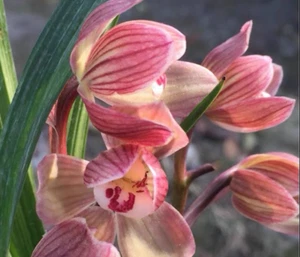 Cymbidium tortisepalum 'Cai Xia Hong He’ (彩霞紅荷) rare fragrant orchid - Picture 1 of 2