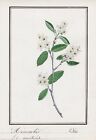 Celtis Hackberry Tree Botany Watercolour Watercolor Drawing 1830