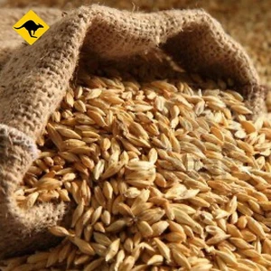 Barley Seeds 500g-4Kg Barley Grass Seed For Your Pets or Juicing or Brewing 🍺 - Picture 1 of 12
