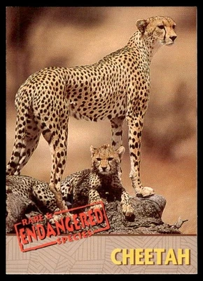 Tarjeta promocional de guepardo de especies raras y en peligro de extinción de imágenes coleccionables-sin precio de reserva/como nueva*C descripción Foto 1 de 2