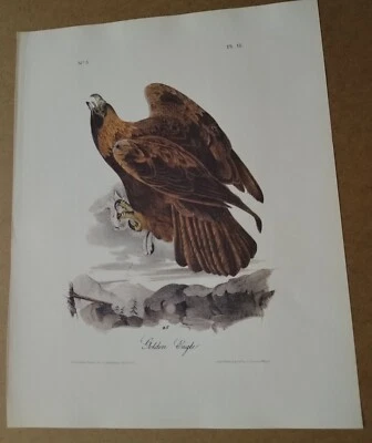 Audubon Octavo 1st Edition Pl. 12 Golden Eagle "Birds of America" Book Plate - Image 1 of 4
