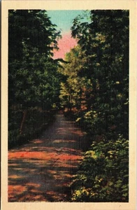 Scenic View Down A Path In The Forest, schöne hohe Bäume, Vintage PC - Bild 1 von 2