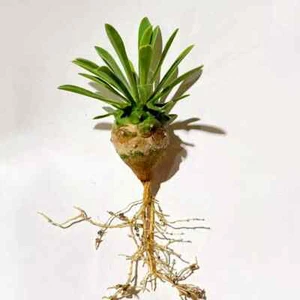 3.5cm 1PCS Live Root Tuber Euphorbia Gabizan Beautiful Garden Outdoor Planting - Picture 1 of 8