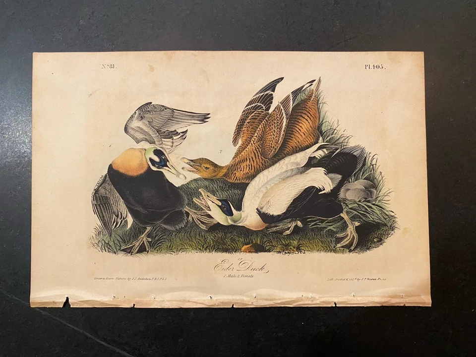Audubon Eider Duck First Edition Octavo - Image 1 of 1