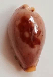 Sea shell Cypraea saulae 25mm, gem, very nice form body, superb - Picture 1 of 6