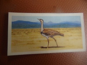 GB Brooke Bond "Wildlife in Danger" 1963 tea-card No.35 'Great Indian Bustard'