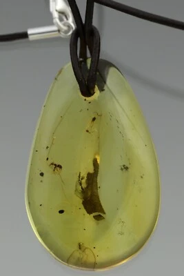 3 LADYBUGS + ANT & Mite BALTIC AMBER 皮革弦银色吊坠 9.1 200909-24 — 第 1/4 张图片