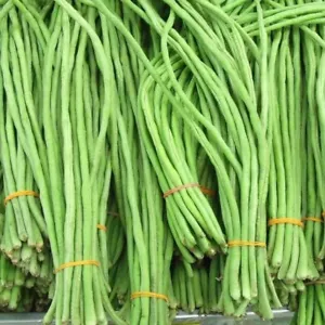 Yard Long Bean Seeds | USA Asparagus Green Asian Seed (Đậu Đũa Ngọt) - Picture 1 of 3