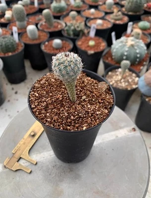 RareSucculent Plant Cactus Turbinicarpus booleanus Boutique seedgrowth - Image 1 of 4