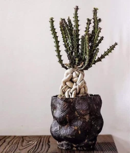 2 PIEZAS Euphorbia knuthii cactus cactus planta suculenta decoración jardín boutique - Imagen 1 de 7