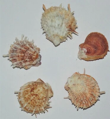 ONE (1) SMALL YELLOW SPONDYLUS DUCALIS SPINY OYSTER PAIR, CRAFT DECOR BEACH - Image 1 of 4