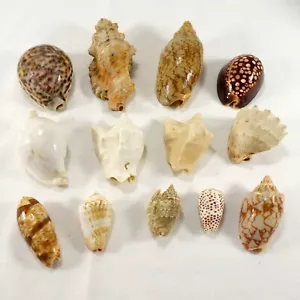 Lote surtido de 13 caracoles náuticos artesanales decoración de playa caracoles - Imagen 1 de 8