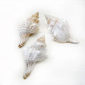 Muschel Schneckengehäuse echte Schneckenmuschel  Natur Maritim Deko Meer 3er Set - Bild 1 von 3