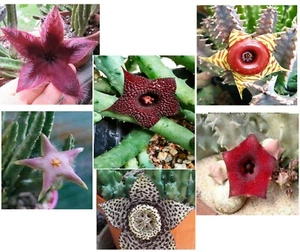 6 Steli radicati Piante grasse: Stapelia,,Huernia etc a radice nuda, NO vaso - Foto 1 di 2