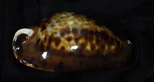 CYPRAEA FRIENDII FREINDII GIGANTE - Foto 1 di 3