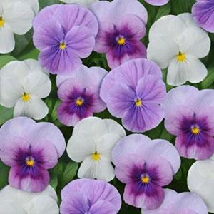 50 Viola Seeds Sorbet XP Mix Orchid Berry Frost - Picture 1 of 1